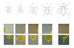 Dichotomous Key to Pea Aphid (Acyrthosiphon pisum) Apterous Parthenogenic Instars by Bates College Department of Biology, Daisy Diamond, and Daniel Levitis