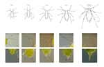 Dichotomous Key to Pea Aphid (Acyrthosiphon pisum) Apterous Parthenogenic Instars